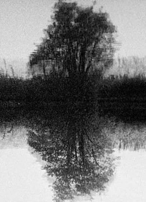Постер: Tree Reflection