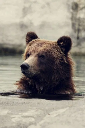 Постер: Seul au milieu des ours