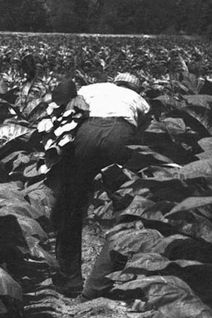 Постер: The Back-breaking Leaf