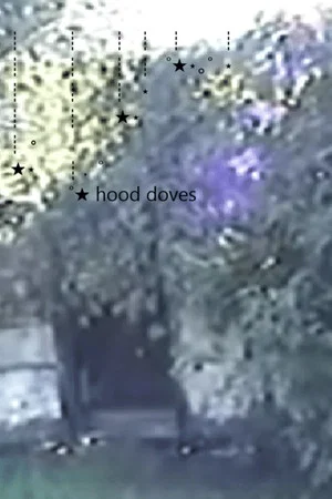 Постер: Hood Doves