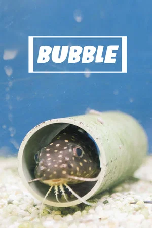 Постер: Bubble