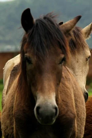 Постер: Manipuri Pony