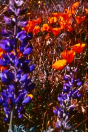 Постер: Poppy Fields Forever