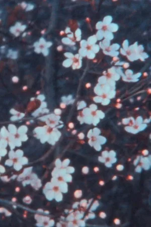 Постер: Quarantine Spring