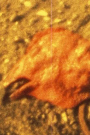 Постер: Chicken Head