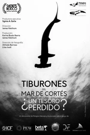 Постер: Tiburones Del Mar De Cortés: ¿Un Tesoro Perdido?