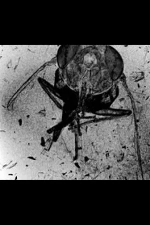Постер: The Death of an Insect