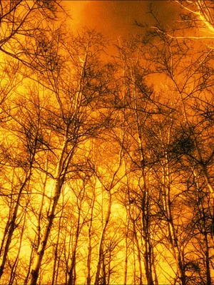 Постер: Saffron