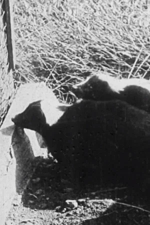Постер: A Long Island Skunk Farm