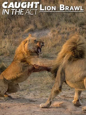 Постер: Caught in the Act: Lion Brawl