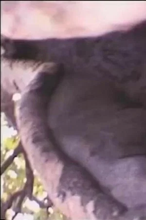 Постер: Béton armé contre dame nature