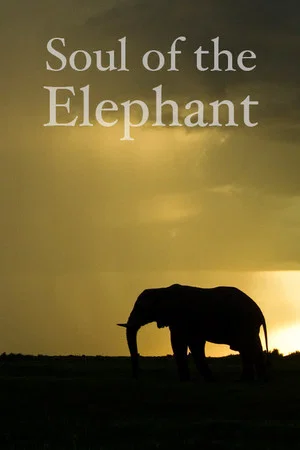 Постер: Soul of the Elephant