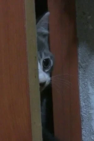 Постер: The record of my cat