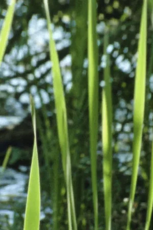 Постер: Wasserpflanzen