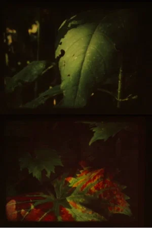Постер: Autumn Fog