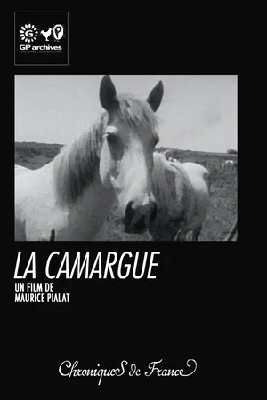 Постер: La Camargue
