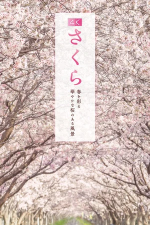 Постер: Sakura