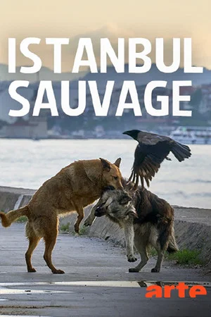 Постер: Istanbul sauvage