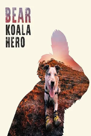 Постер: Bear: Koala Hero