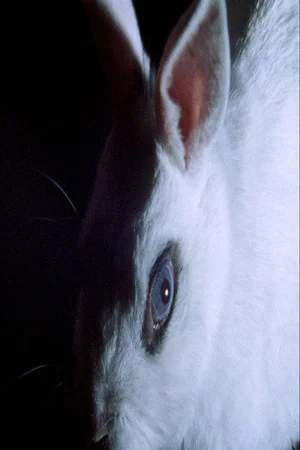 Постер: Cheshire Smile