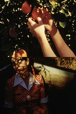 Постер: Picking Oranges
