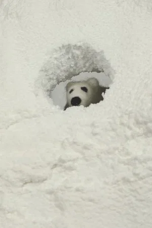 Постер: Polar Opposite