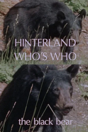 Постер: Hinterland Who's Who: Black Bear