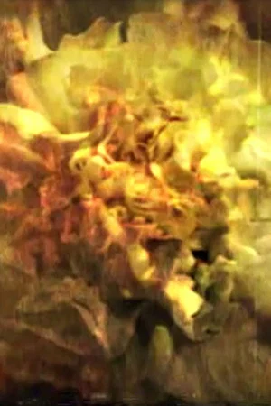 Постер: And the Sun Flowers