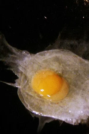 Постер: Fried Egg