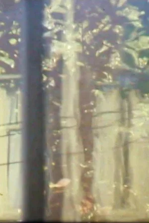 Постер: Windchimes, Window, Tree