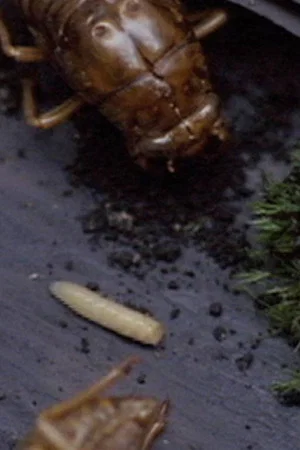 Постер: A Story Constructed of 17 Pieces of Space and 1 Maggot