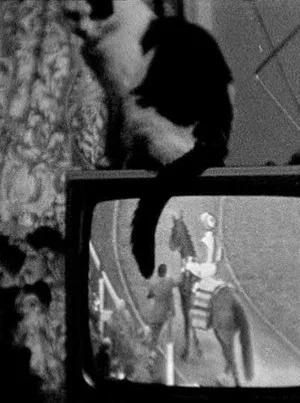 Постер: Cat on TV