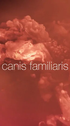 Постер: Canis familiaris