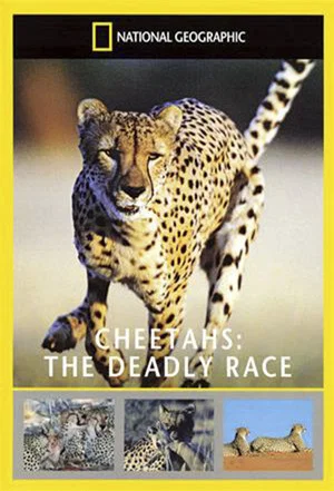 Постер: Cheetahs: The Deadly Race