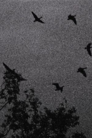 Постер: Wildgänse