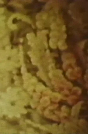 Постер: Song 6