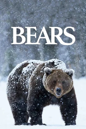 Постер: Bears