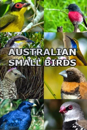 Постер: Australian Small Birds