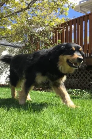 Постер: Summer of Dog