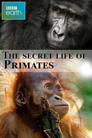 Постер: The secret life of Primates