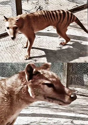 Постер: Tasmanian Tiger in Colour