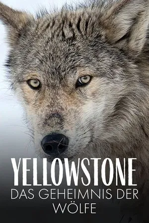 Постер: Yellowstone: The Mystery of the Wolves