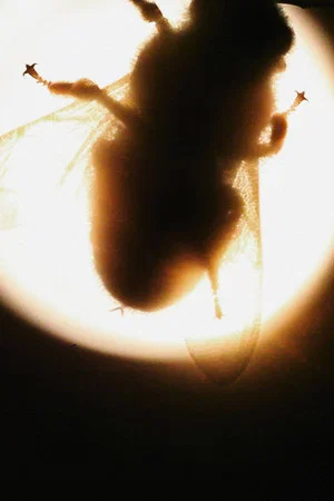 Постер: Camera Insectorum - Apis Mellifera