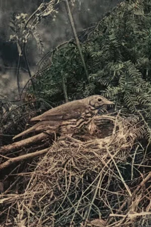 Постер: Wild Birds in Their Haunts
