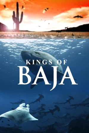 Постер: Kings of Baja