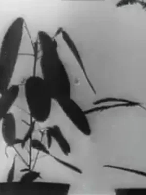 Постер: Kinematographische Studien an Impatiens, Vicia, Tulipa, Mimosa und Desmodium von W. Pfeffer (1898-1900)