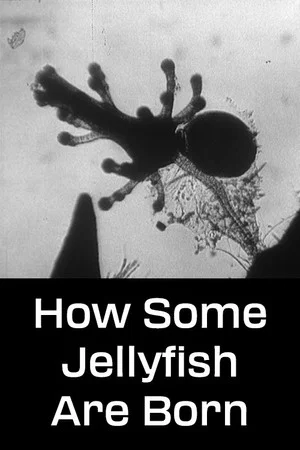 Постер: How Some Jellyfish Are Born