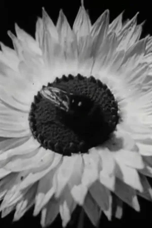 Постер: Floral Co-operative Societies