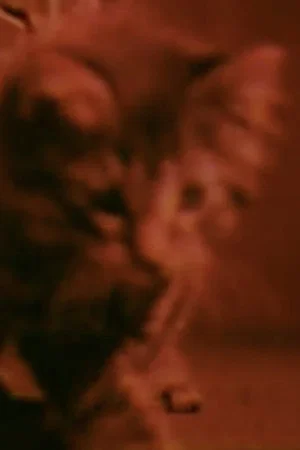 Постер: Kittens Grow Up