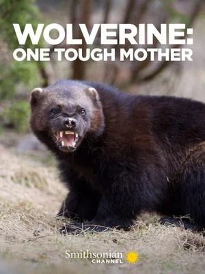 Постер: Wolverine: One Tough Mother